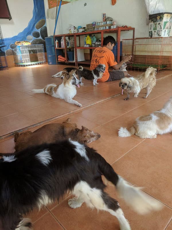 محل حفاظت از سگ و گربه ها در تایلند