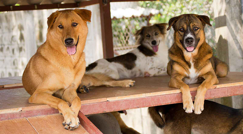 مرکز مراقبت از سگ و گربه ها در تایلند