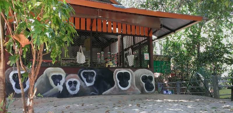 پروژه توان بخشی میمون های گیبون در پوکت تایلند
