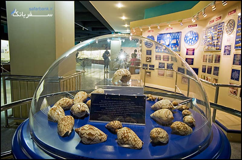 اماکن دیدنی پوکت، موزه صدف های دریایی 
