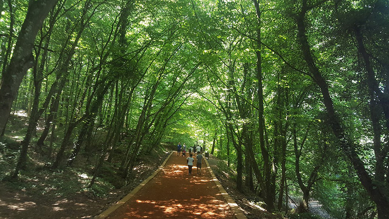 جنگل بلگراد در استانبول