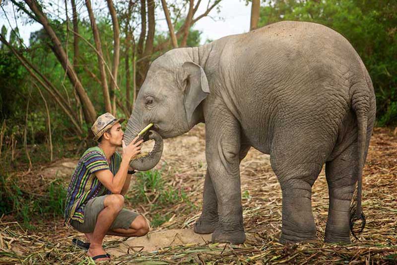 دهکده فیلهای پاتایا پناهگاهی جنگلی برای فیل ها