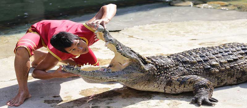 باغ وحش و پرورش تمساح بانکوک بزرگترین مزرعه تمساح جهان